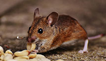 24 Hour & Emergency Exterminators in Joliet, IL